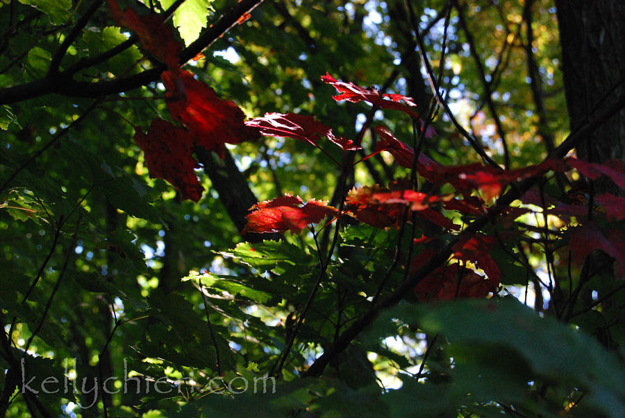 early_autumn_13-m.jpg